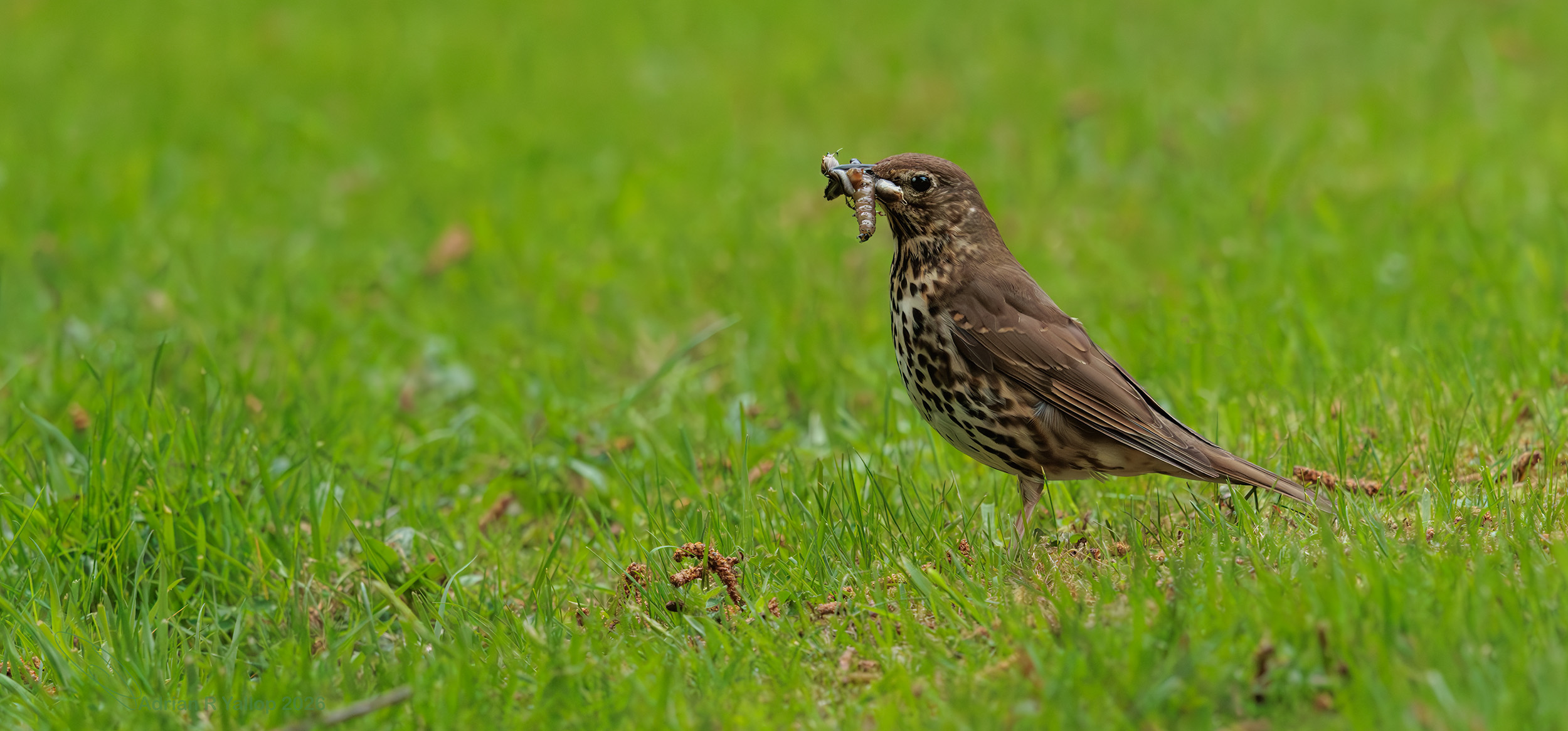 Turdus philomelos song thrush 
